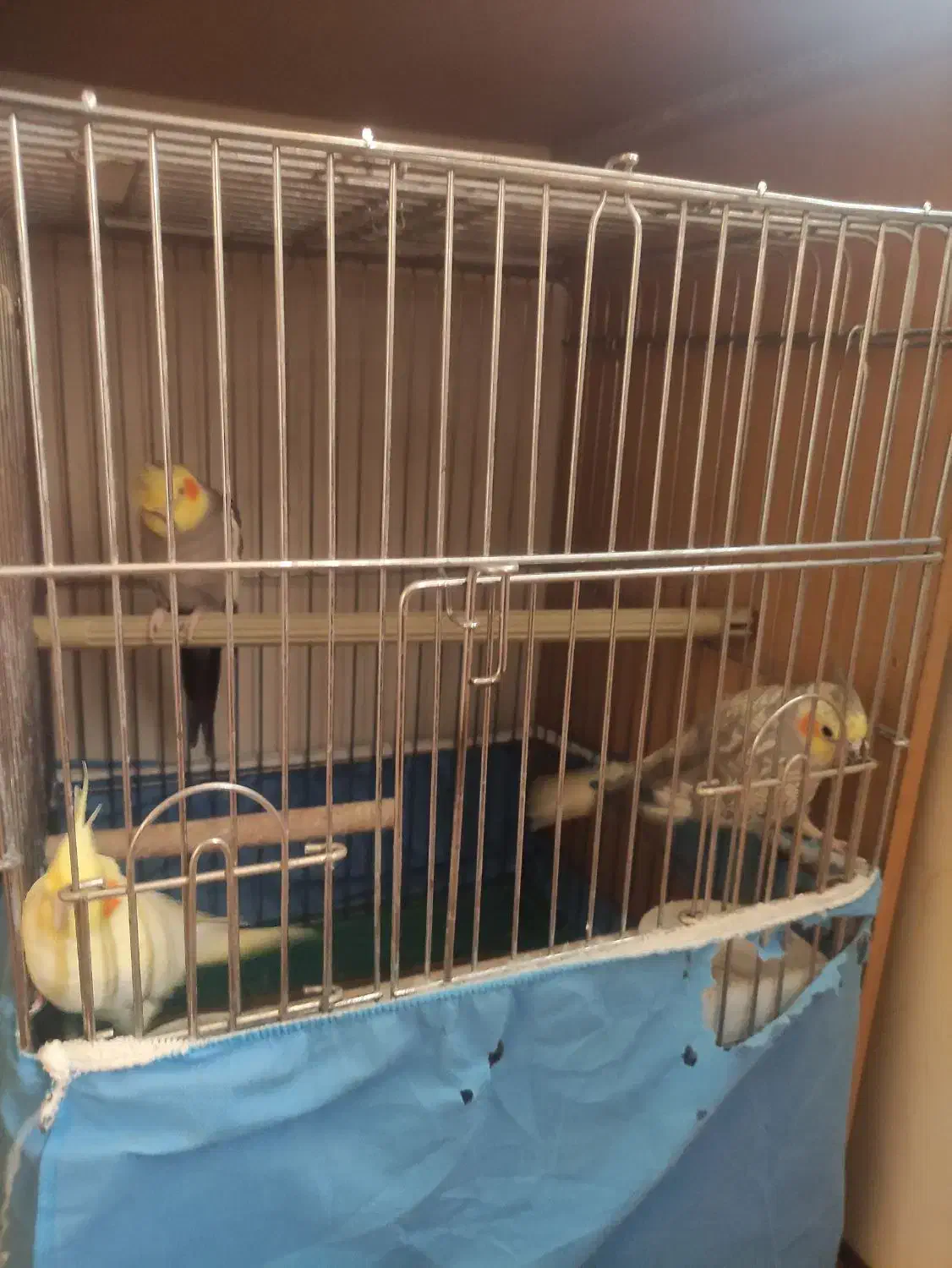 عروس هلندی|پرنده|تهران, هفده شهریور|دیوار