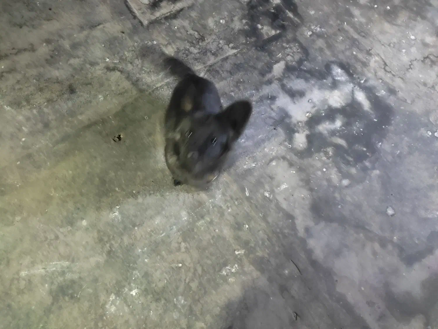 سگ پاکوتاه|سگ|مشهد, خواجه ربیع|دیوار