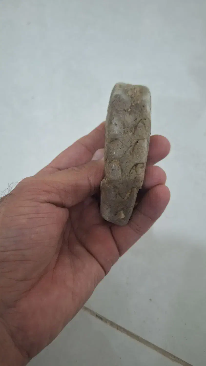 فسیل جانوری|کلکسیون اشیاء عتیقه|تهران, سید خندان (جلفا)|دیوار