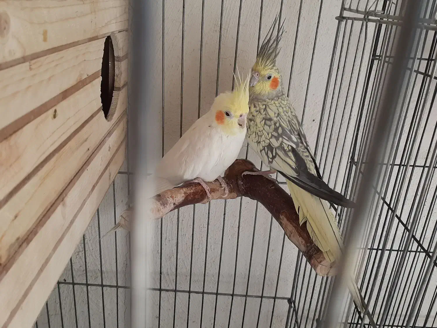 عروس هلندی مولد|پرنده|رباطکریم, رباطکریم|دیوار