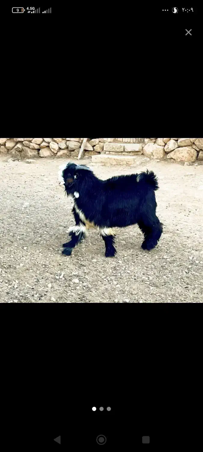 کاه گندم کوبیده نرم گندم سر پا|لوازم جانبی حیوانات|مرودشت, نقش رستم|دیوار