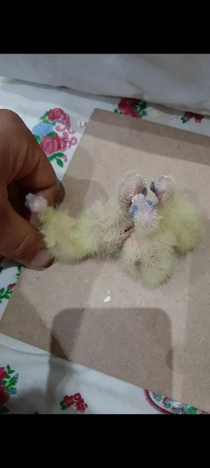 عروس هلندی. طوطی|پرنده|محمدشهر, محمدشهر|دیوار