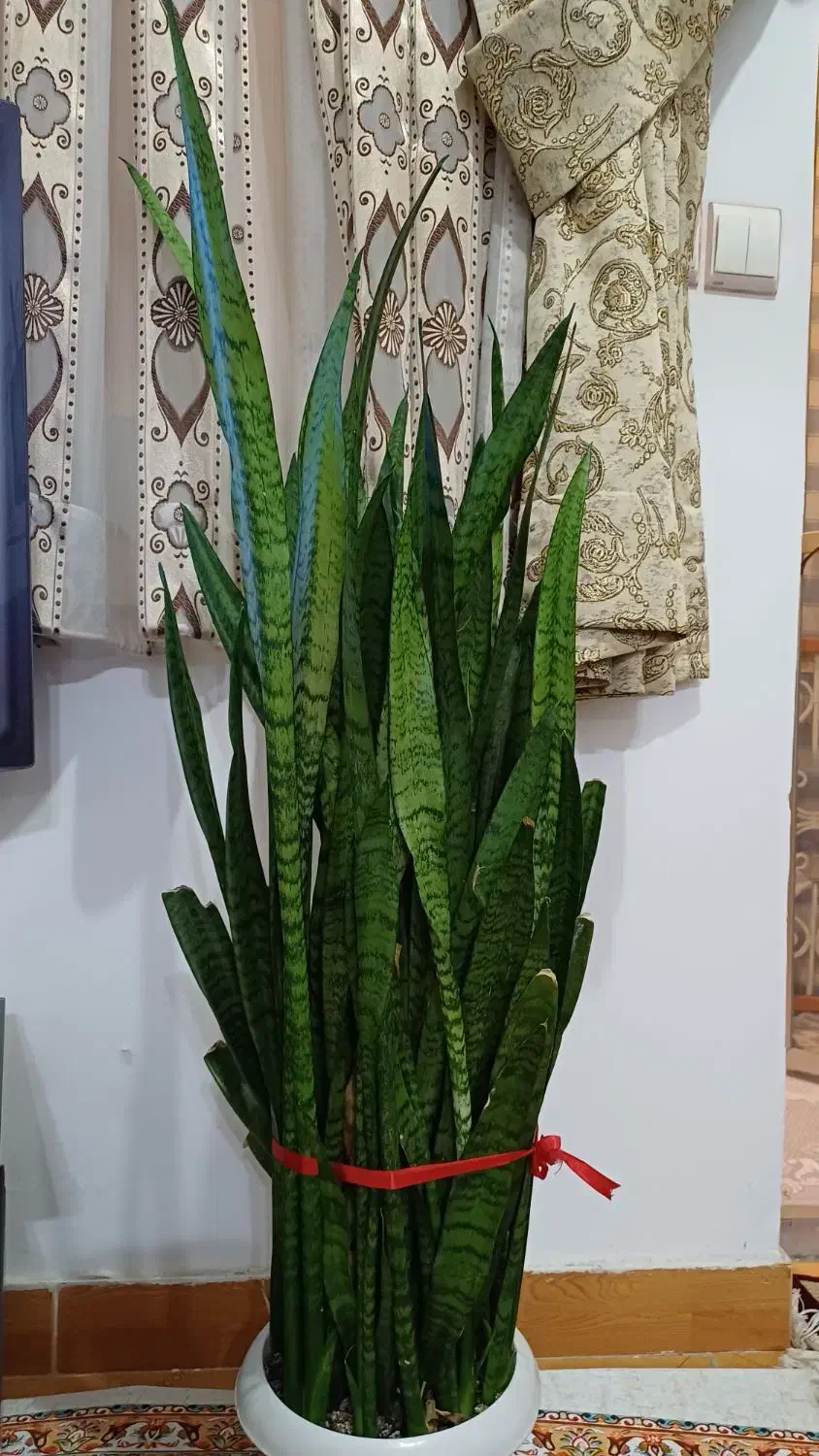 گل سانسوریا|گل و گیاه طبیعی|رشت, حمیدیان|دیوار