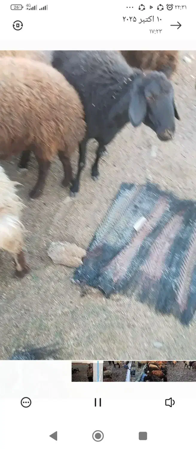 میش داشتی جوان سرحال|حیوانات مزرعه|کرچمبو, |دیوار