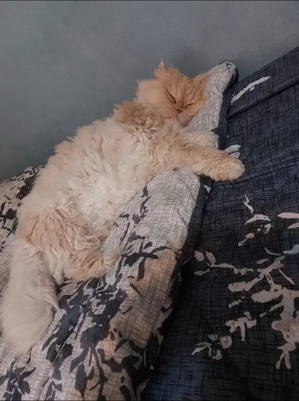 واگذاری گربه ماده اسکاتیش پرشین|گربه|گلبهار, شهر جدید گلبهار|دیوار