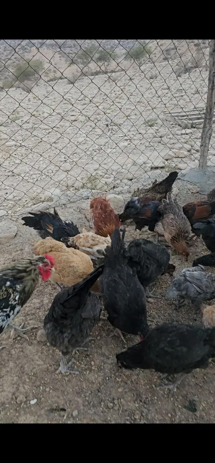 جوجه نر و ماده محلی اصل|حیوانات مزرعه|جم, |دیوار