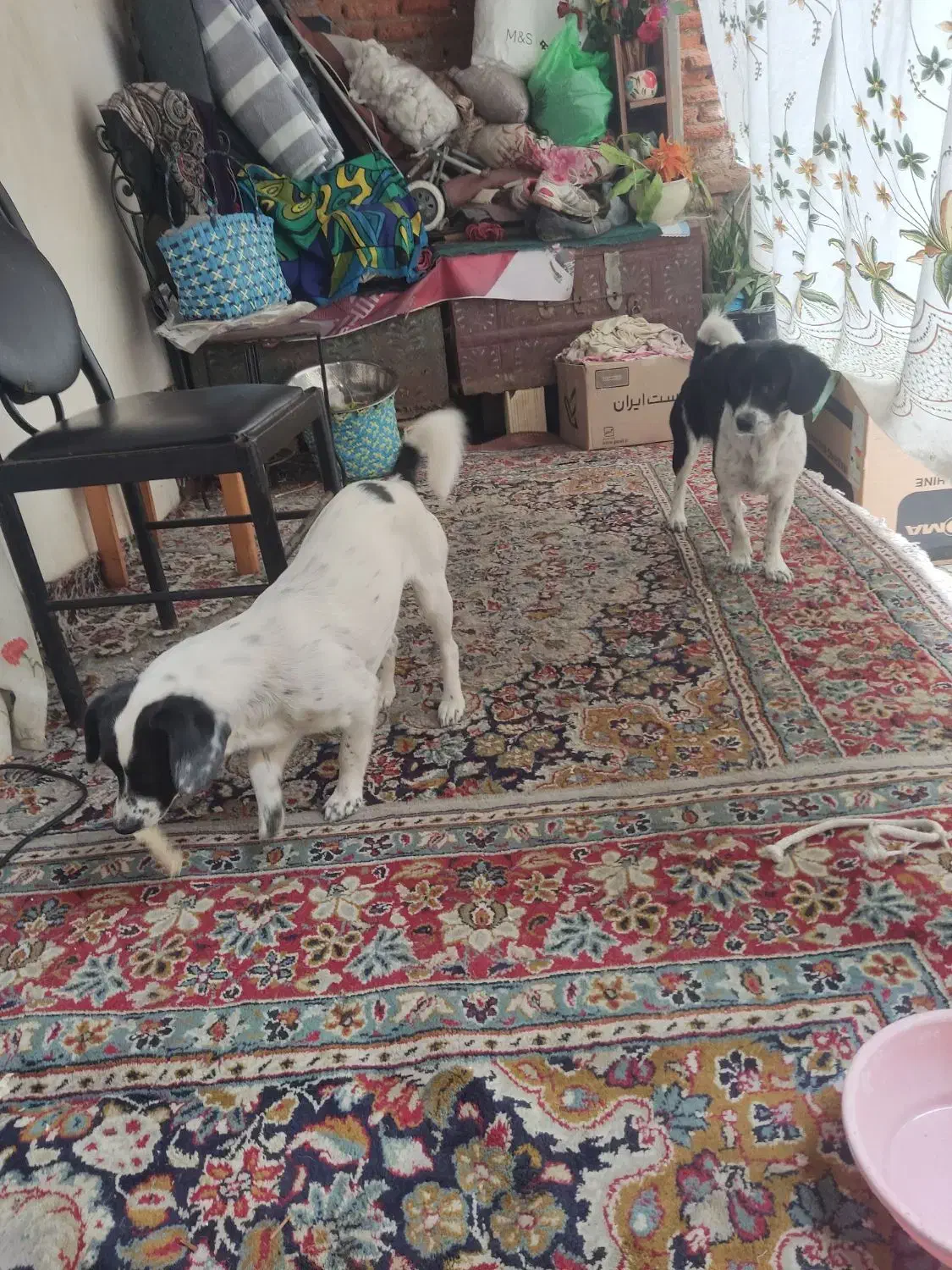 سگ پاکوتاه|سگ|لاهیجان, لیالستان|دیوار