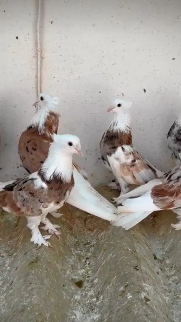 کبوتر هما|پرنده|کبودرآهنگ, |دیوار