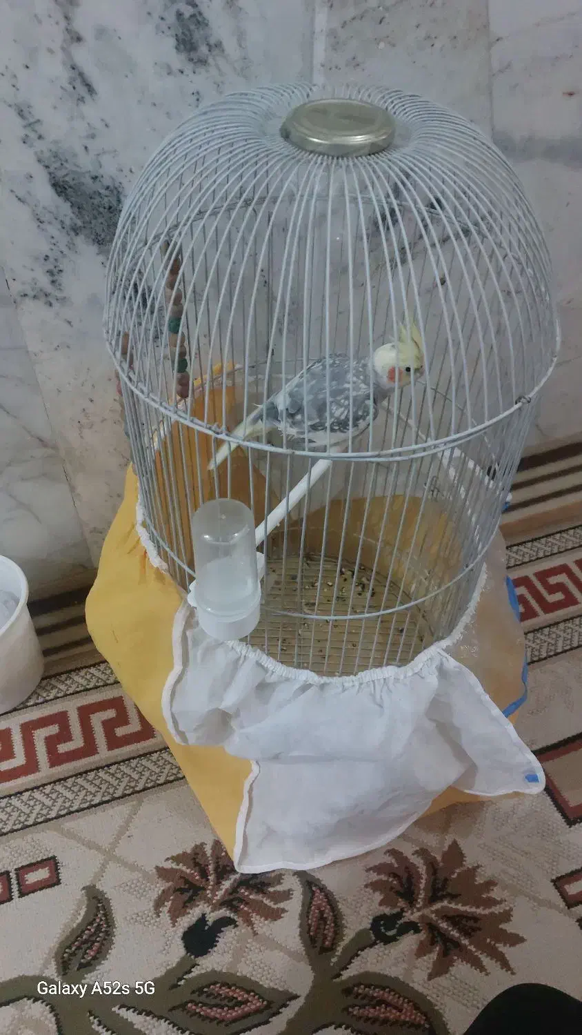 عروس هلندی و مینا|پرنده|گلبهار, شهر جدید گلبهار|دیوار