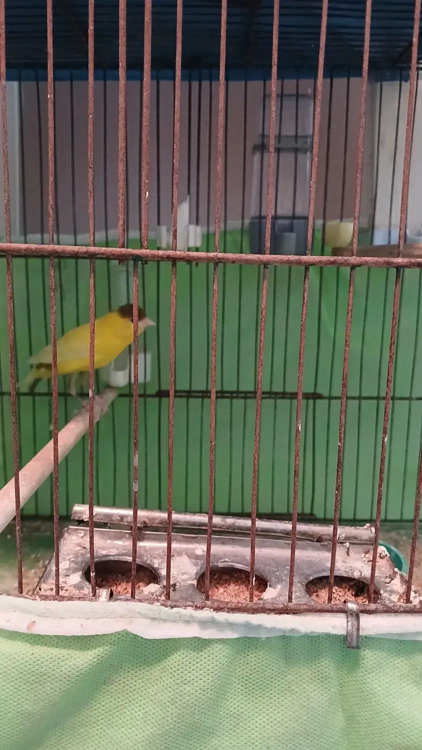 سهره و قناری نر و ماده|پرنده|ملایر, |دیوار