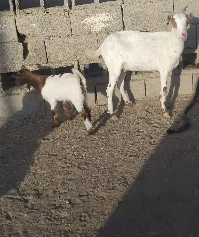 بوز مال داری بنکالی  بز خوبه|حیوانات مزرعه|سیب و سوران, |دیوار