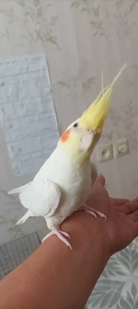 طوطی برزیلی وعروس|پرنده|ایلام, |دیوار