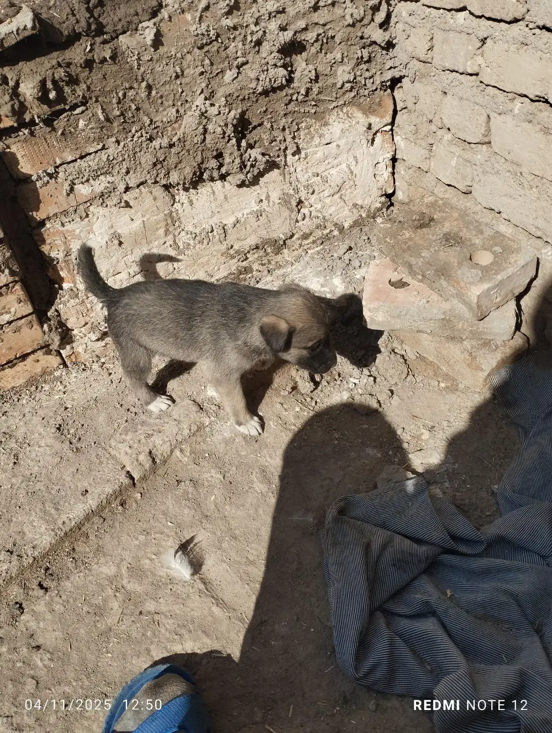 توله سرابی|سگ|اهر, |دیوار