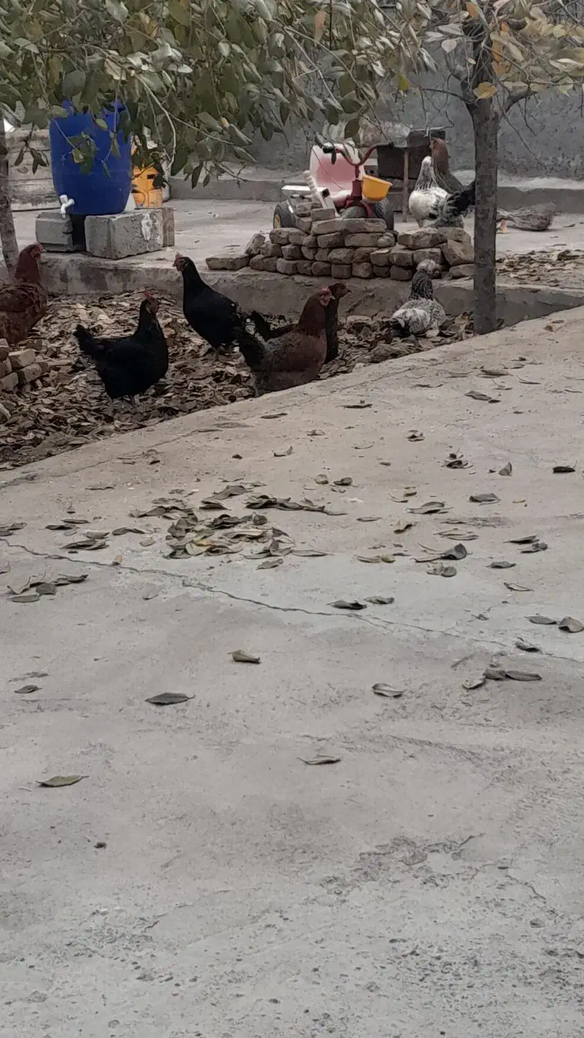 مرغ فریح|حیوانات مزرعه|خسروشاه, |دیوار