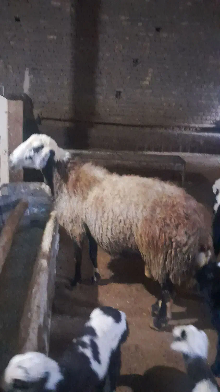 قوچ اصیل|حیوانات مزرعه|زالیان, |دیوار