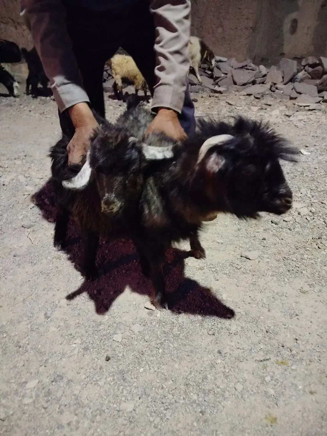 بره وبزغاله|حیوانات مزرعه|مود, |دیوار