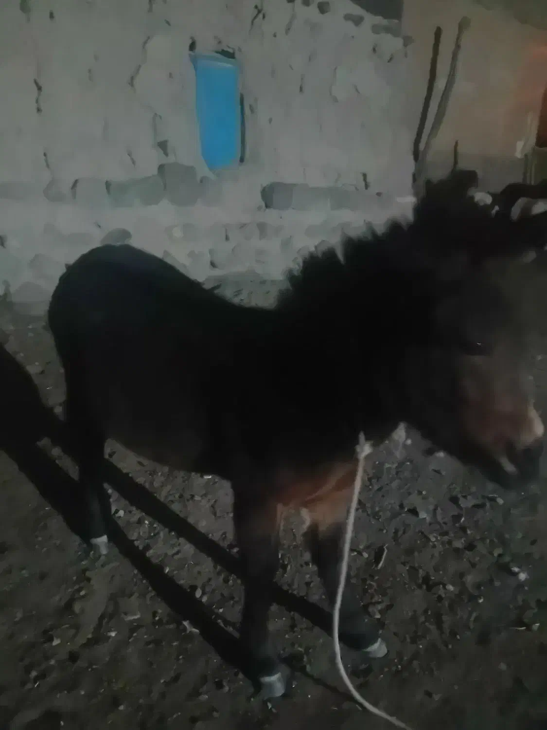 قاطر|حیوانات مزرعه|کوثر, |دیوار