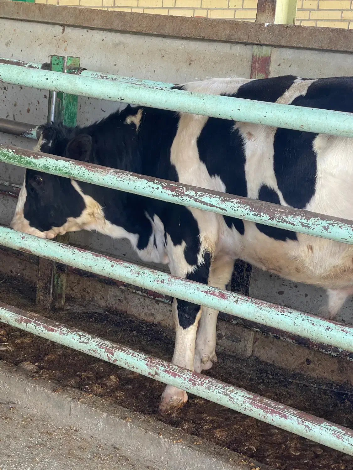 خرید و فروش گوساله نر و ماده ب قیمت و نقد|حیوانات مزرعه|اقلید, |دیوار