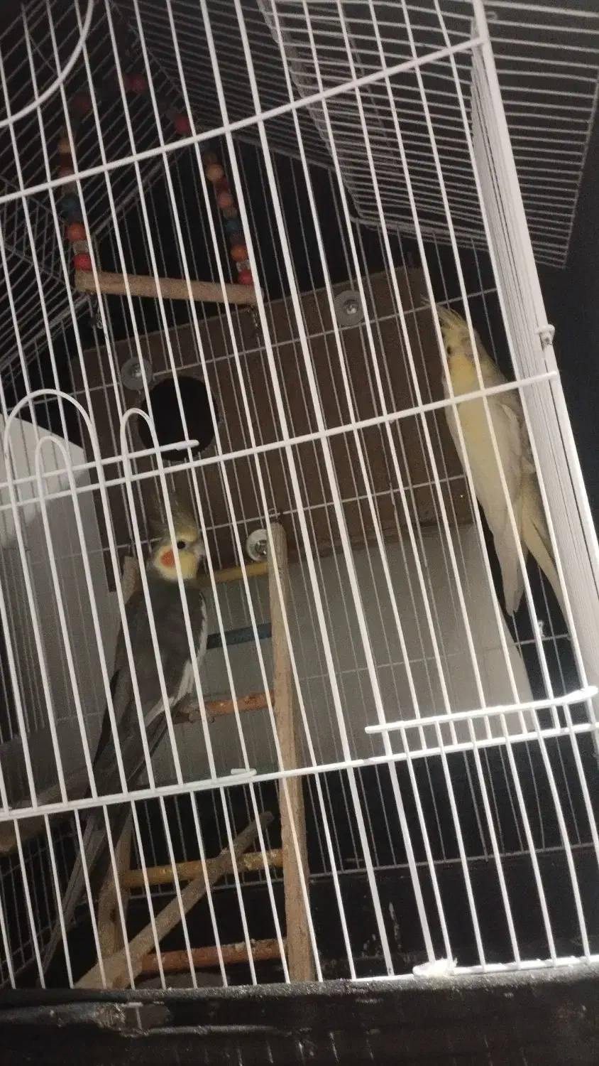 پرنده|پرنده|چالوس, |دیوار