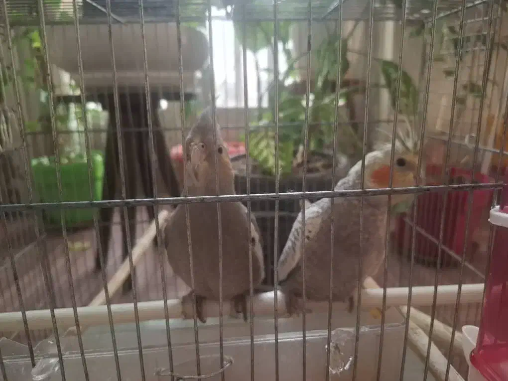 عروس هلندی|پرنده|تهران, شهرک زینبیه|دیوار