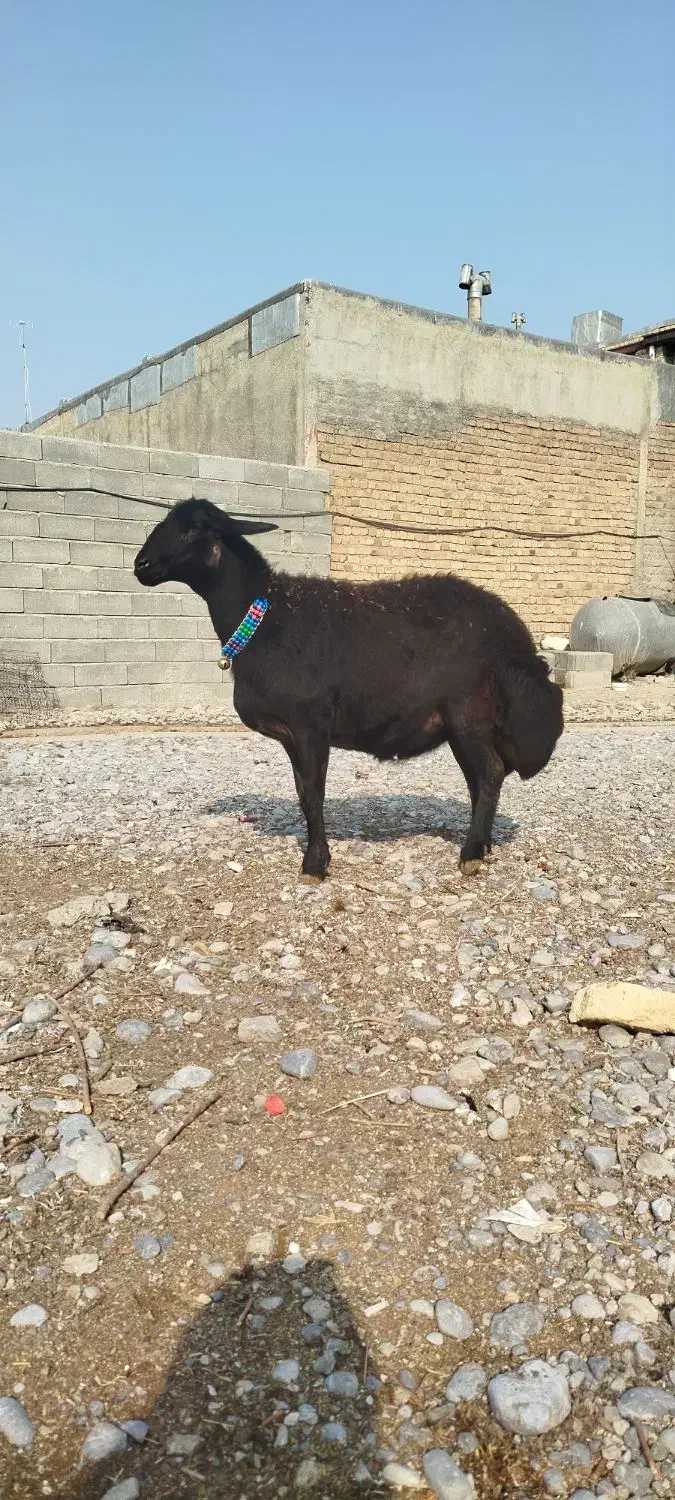 قزل افشار ابستن|حیوانات مزرعه|بروجرد, |دیوار