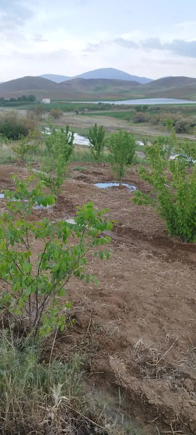 باغ|فروش زمین و ملک کلنگی|دینور, |دیوار