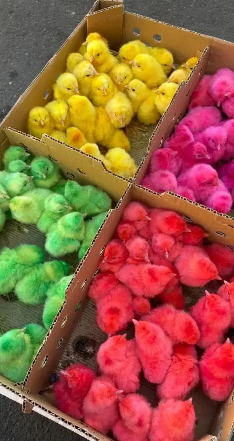 جوجه رنگی|حیوانات مزرعه|خسروشاه, |دیوار