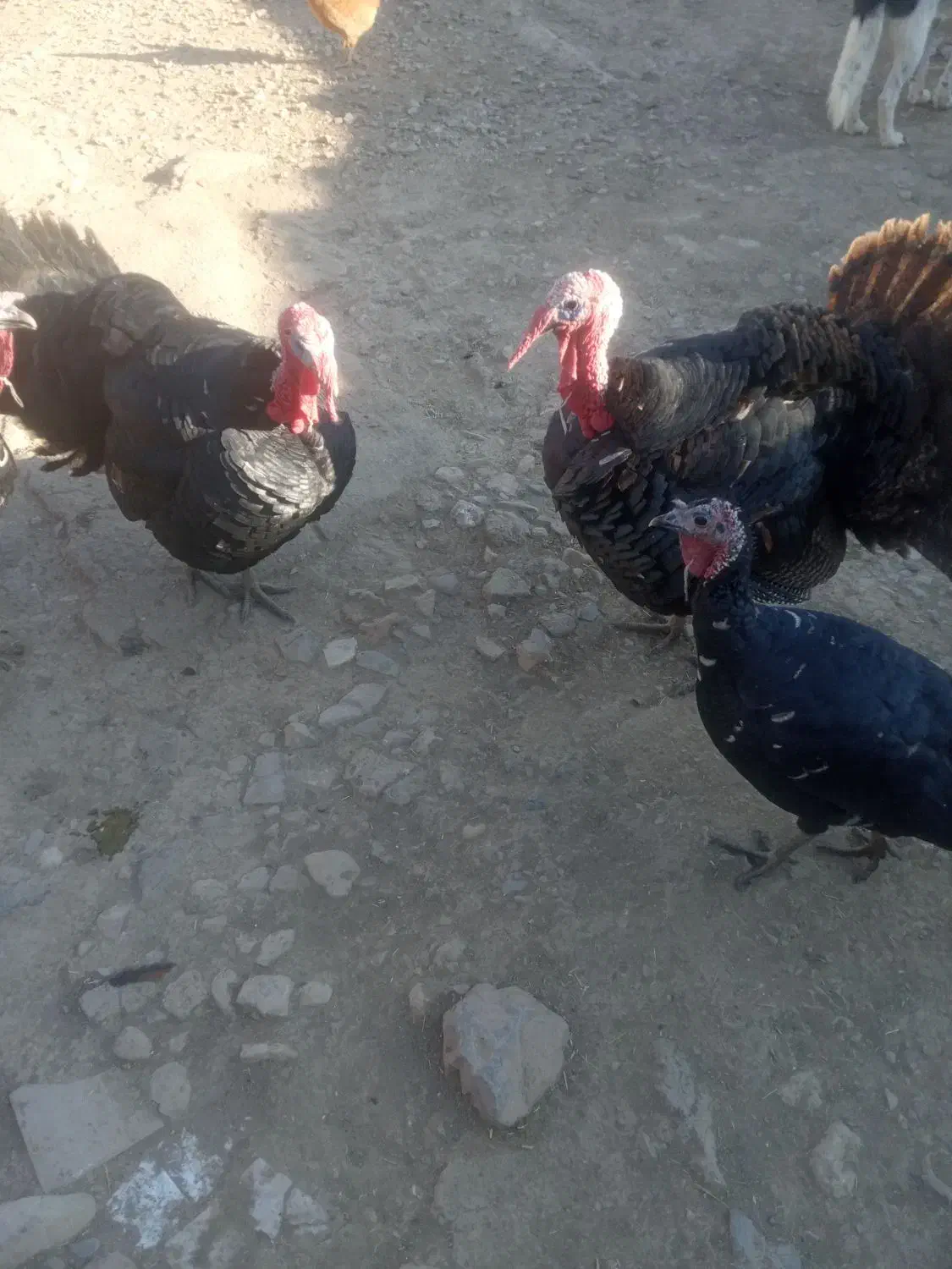 بوقلمو نکردی|حیوانات مزرعه|ماهیدشت, |دیوار