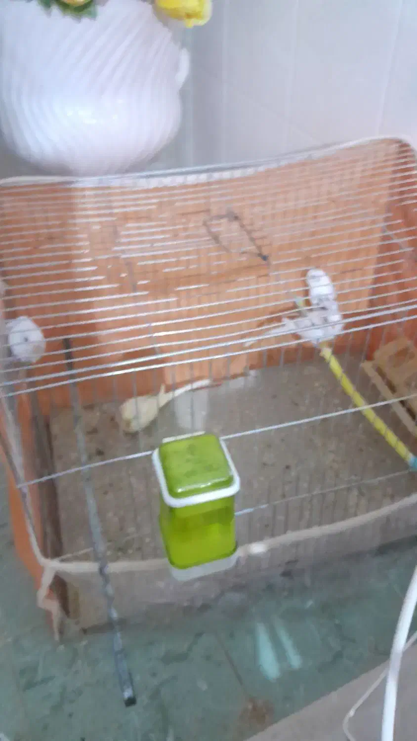 مرغ‌عشق|پرنده|ارسنجان, |دیوار