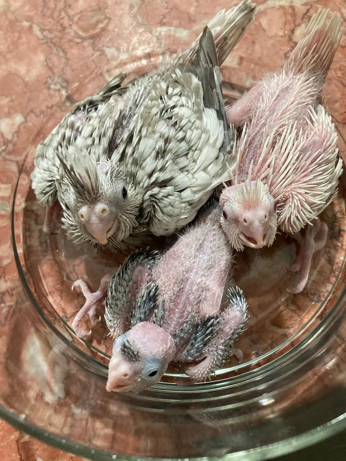 جوجه عروس|پرنده|فردوس (خراسان), |دیوار