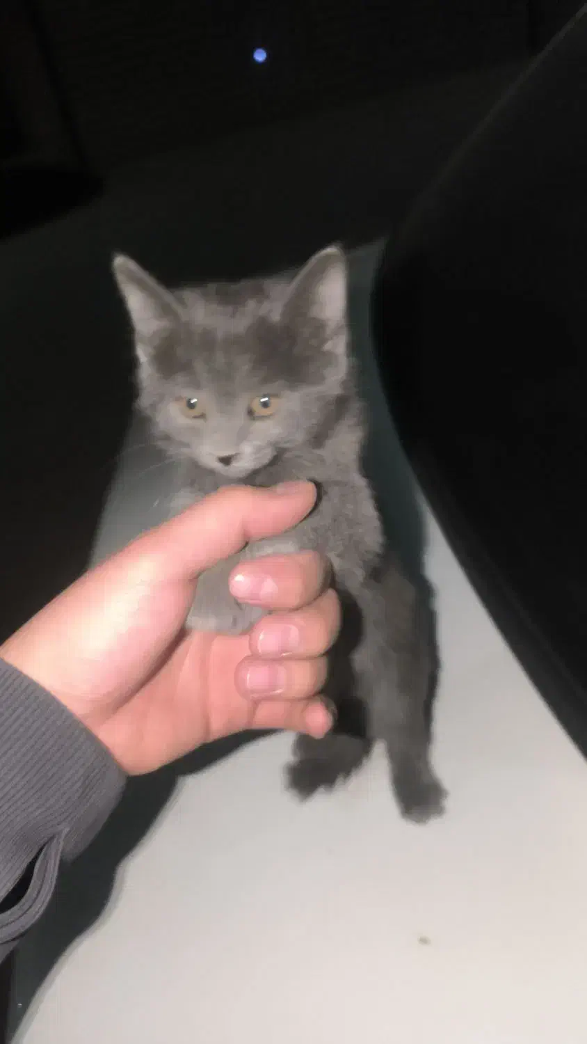 گربه خونگی|گربه|اصفهان, کارلادان|دیوار