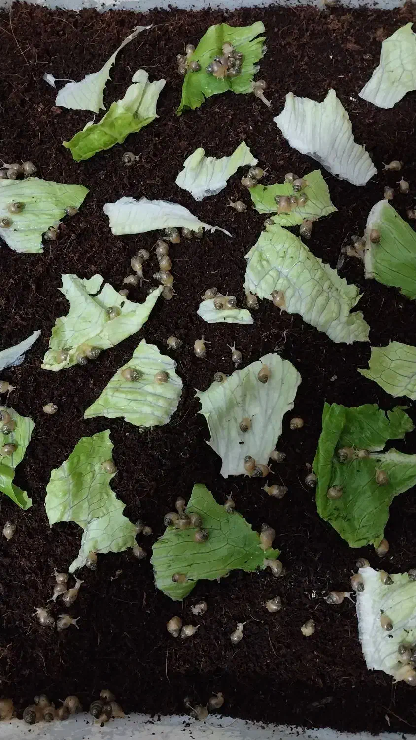 فروش حلزون|خزنده|قم, علی آباد سعدگان|دیوار