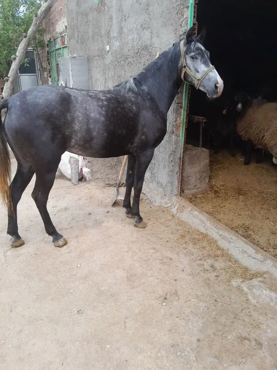 اسب مادیان|اسب و تجهیزات اسب‌سواری|اردبیل, |دیوار