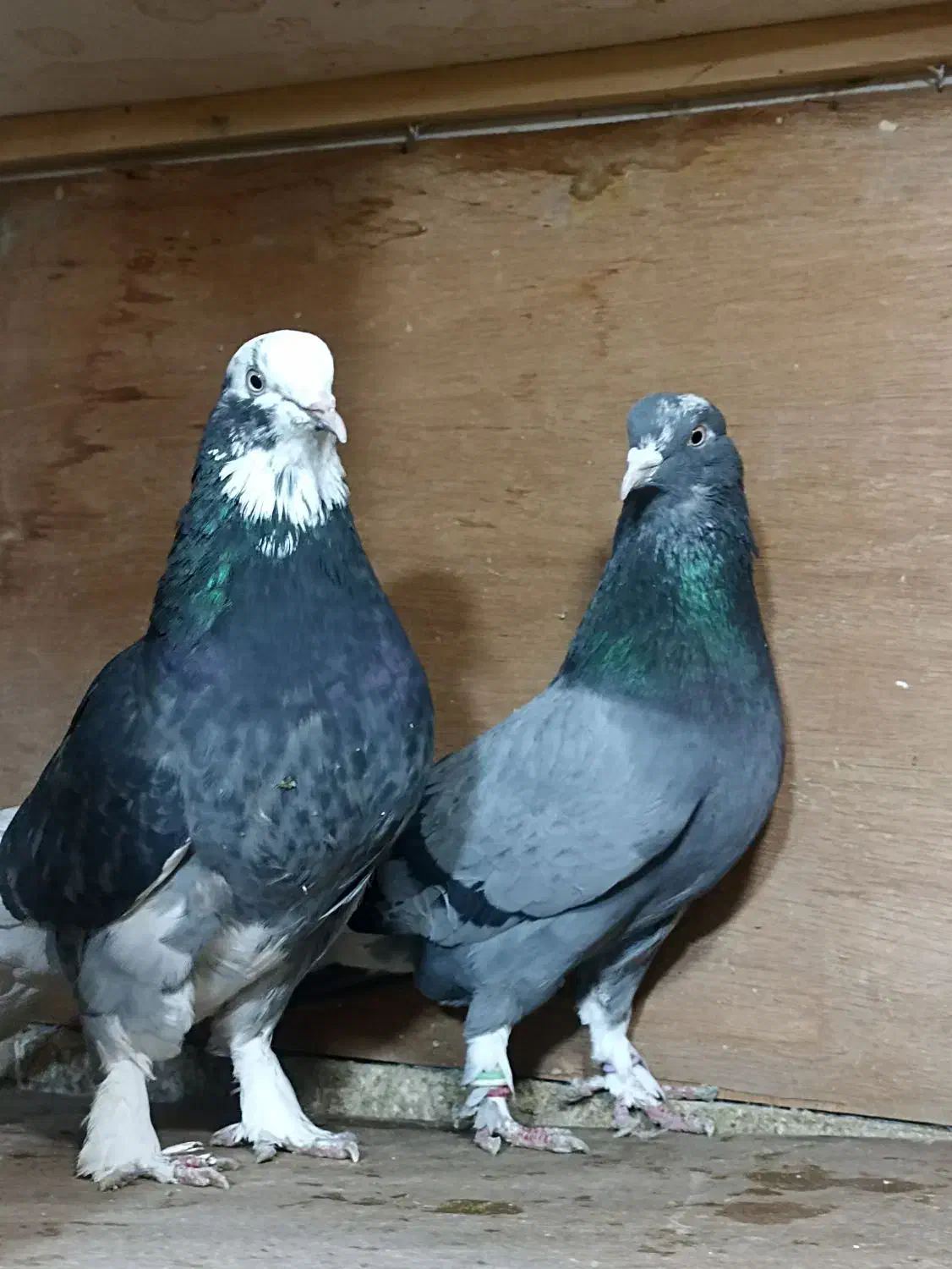 کبوتر مایه رودهن|پرنده|تهران, بازار|دیوار