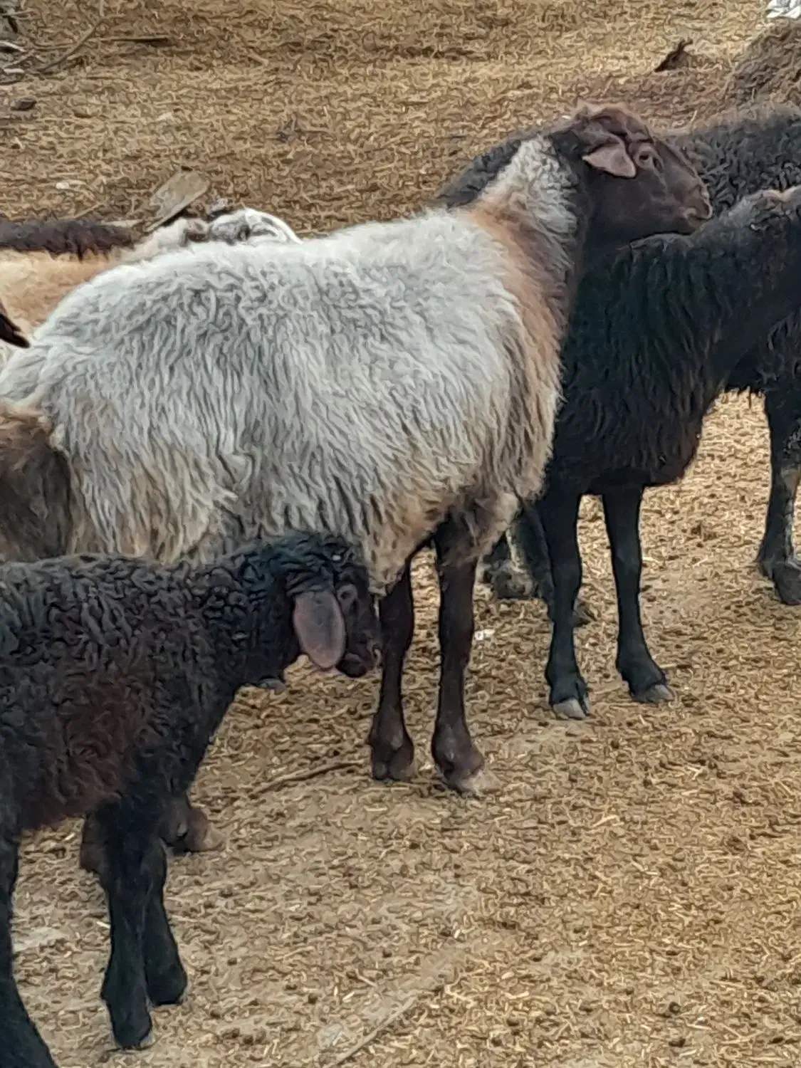 فروش گوسفند|حیوانات مزرعه|فاضل آباد, |دیوار