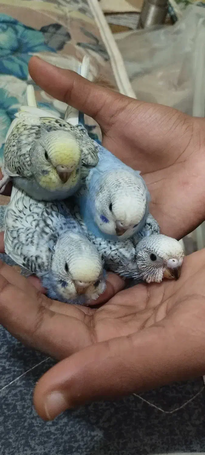 چهار عدد مرغ|پرنده|بندرعباس, |دیوار