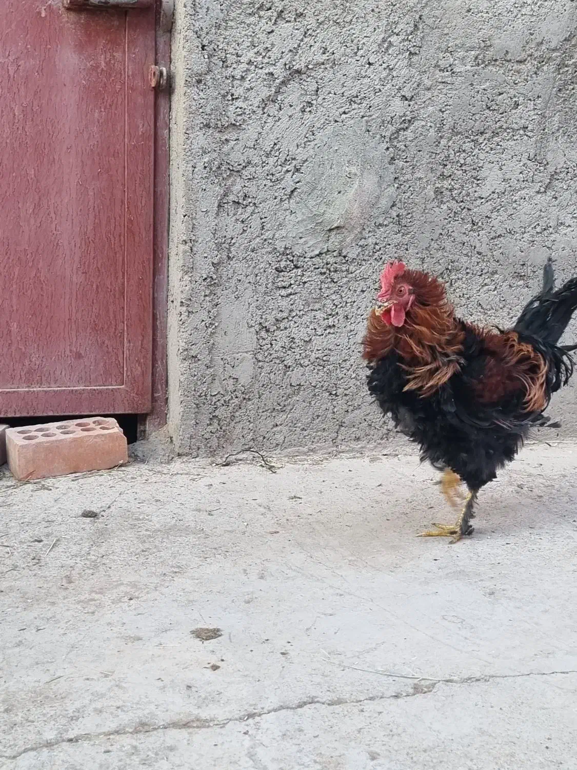 خروس فر|حیوانات مزرعه|نگار, |دیوار