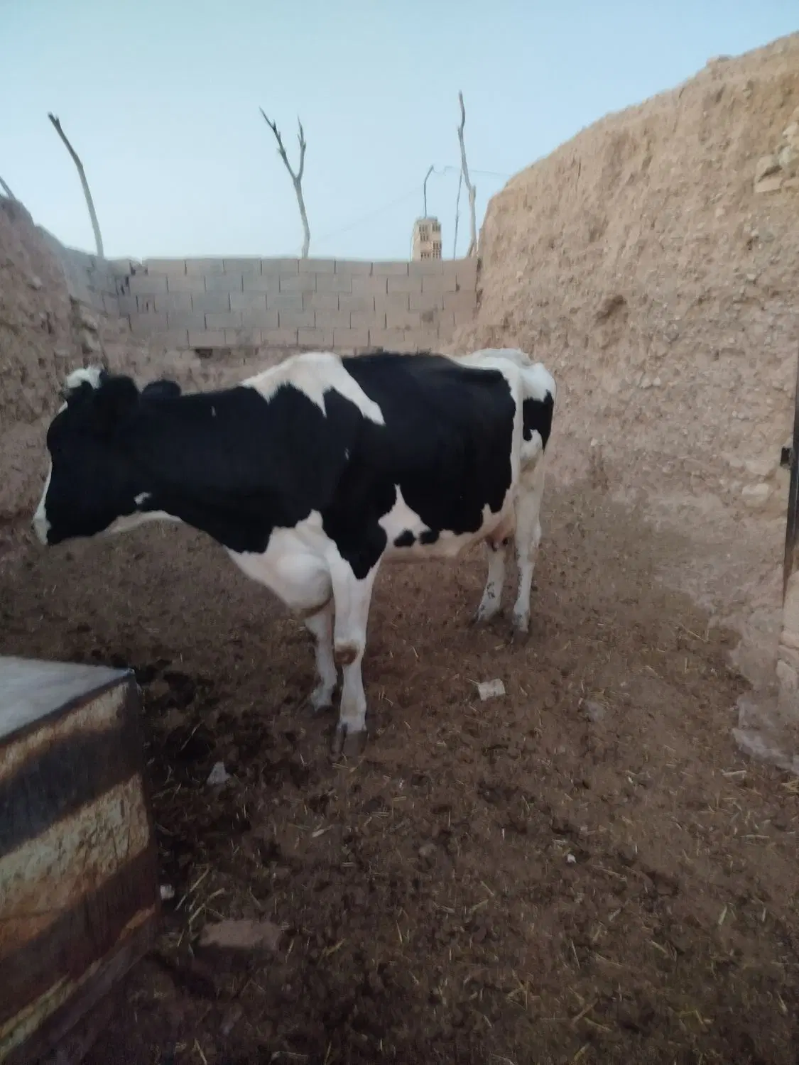 گاو|حیوانات مزرعه|سده (خراسان جنوبی), |دیوار