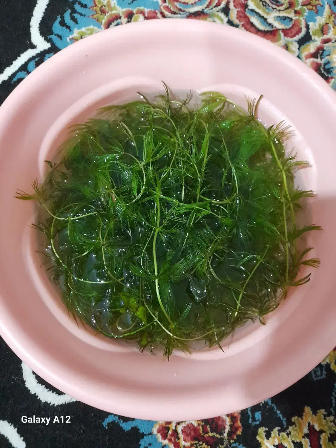 گیاه شویدی|ماهی|کرمان, |دیوار