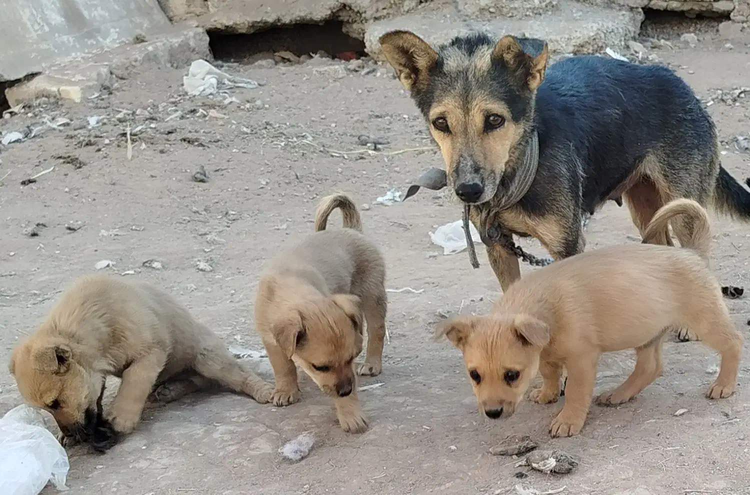 واگذاری سگ|سگ|کرمان, |دیوار