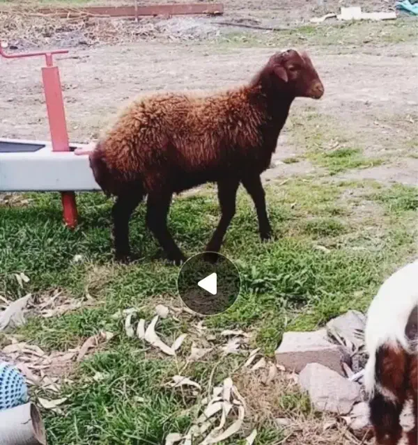 بره نر|حیوانات مزرعه|مزرعه کتول, |دیوار