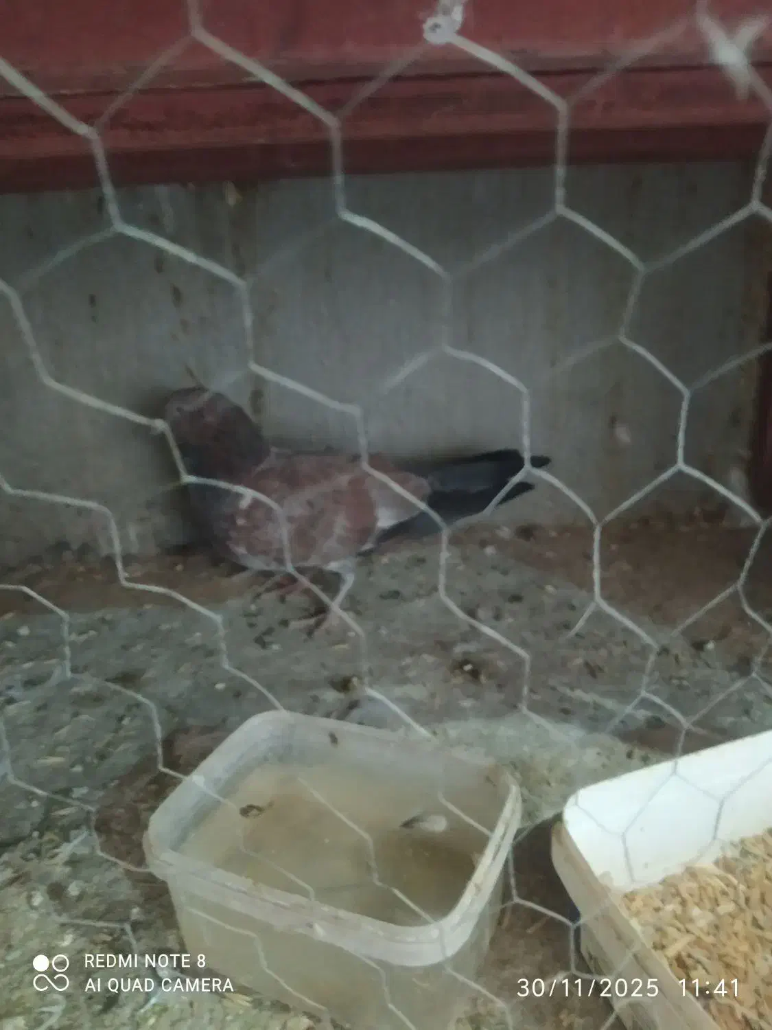 کبوتر کله ای|پرنده|ایذه, |دیوار