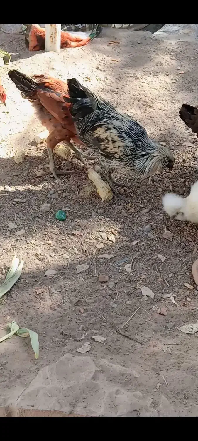 مرغ زینتی 5 ماهه|حیوانات مزرعه|جغتای, |دیوار