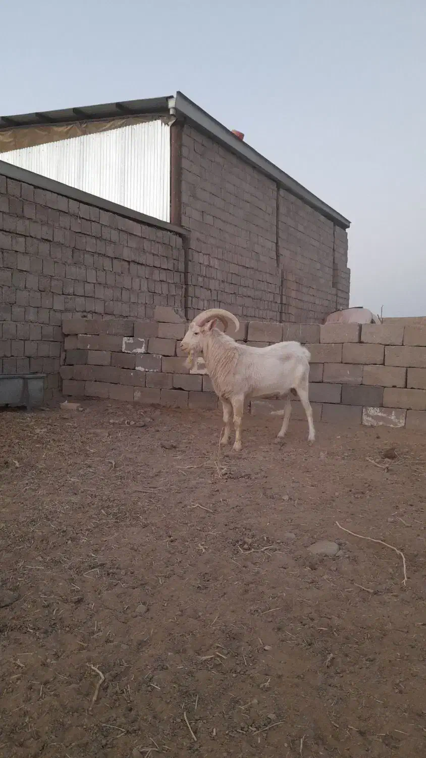 نربز سانن صددرصد خالص ..راور|حیوانات مزرعه|راور, |دیوار