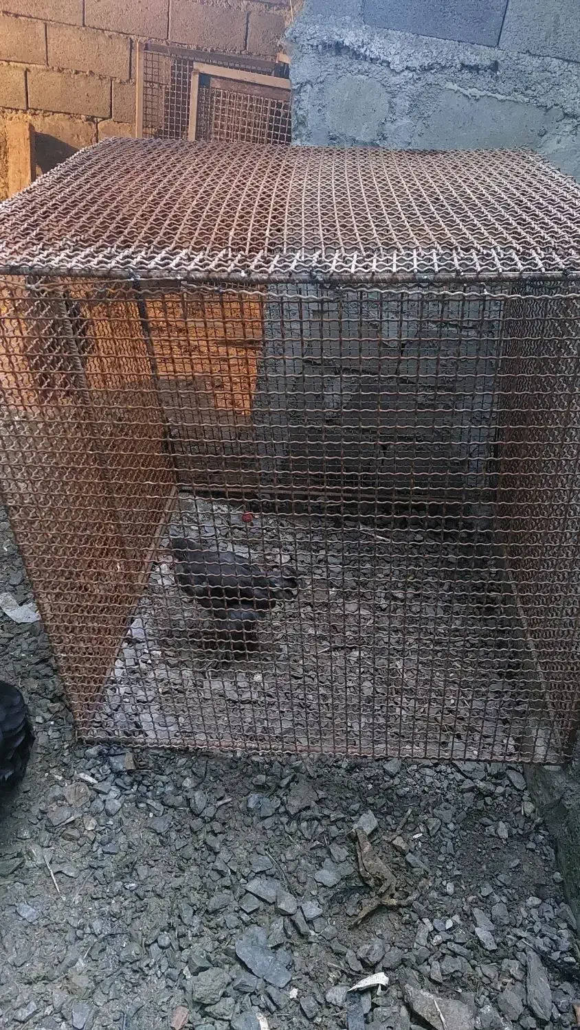 قفس|لوازم جانبی حیوانات|نور, |دیوار