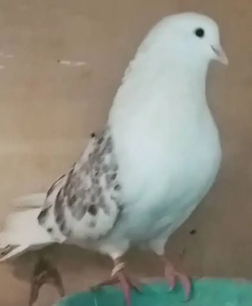 کفترگمشده|پرنده|تهران, شمیران‌نو|دیوار