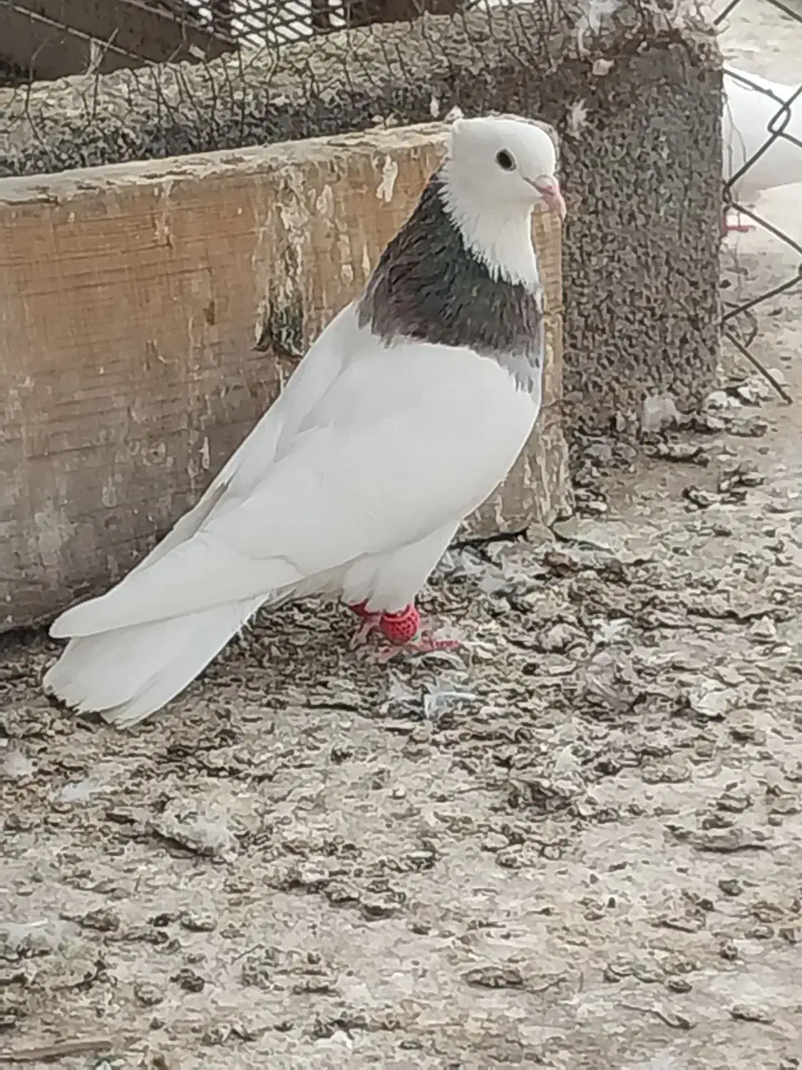 طوقی نر|پرنده|اهواز, اسماعیلیه|دیوار