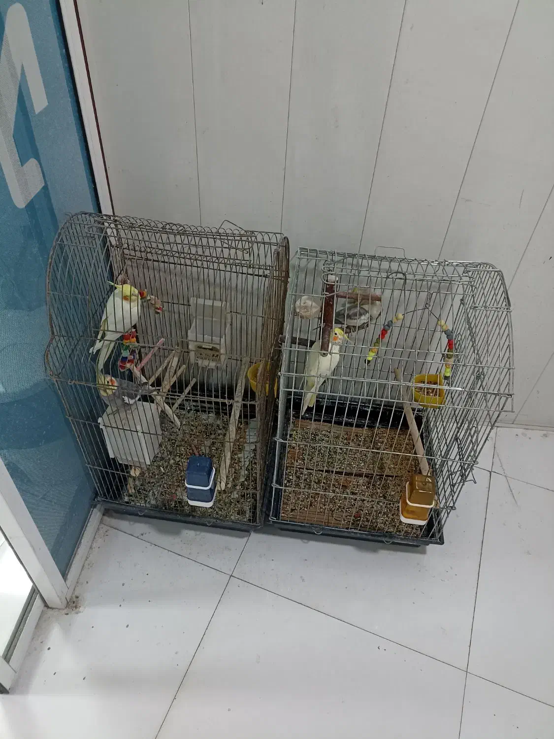 عروس هلندی|پرنده|میناب, |دیوار