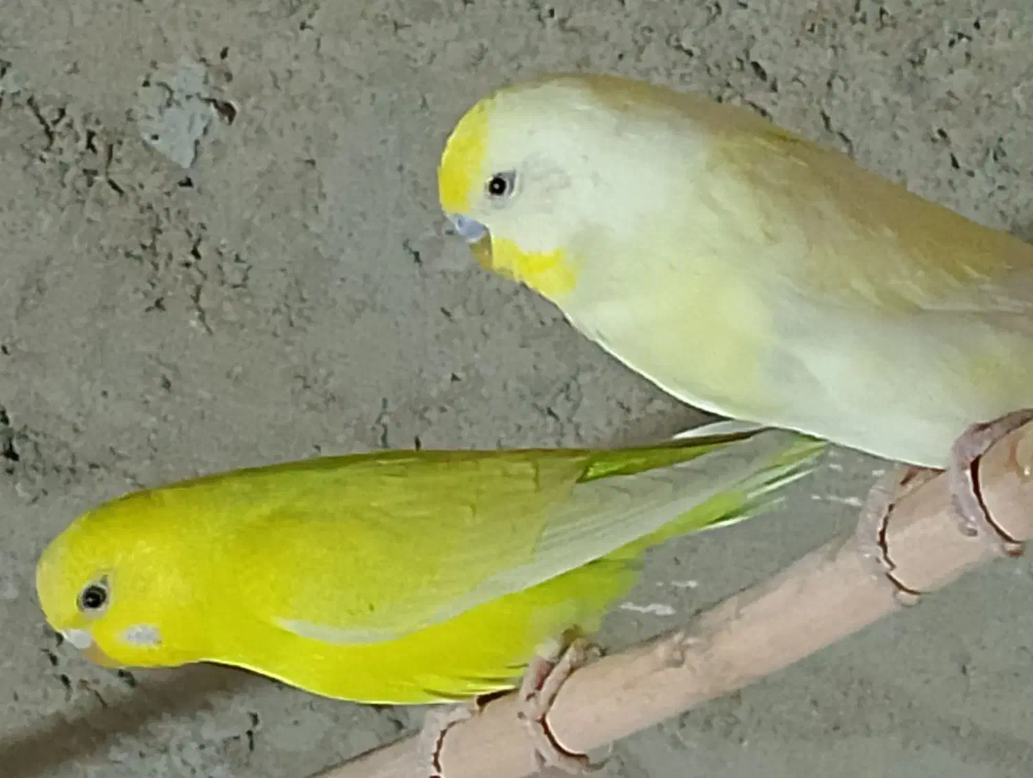 مرغ عشق|پرنده|هیرمند, |دیوار