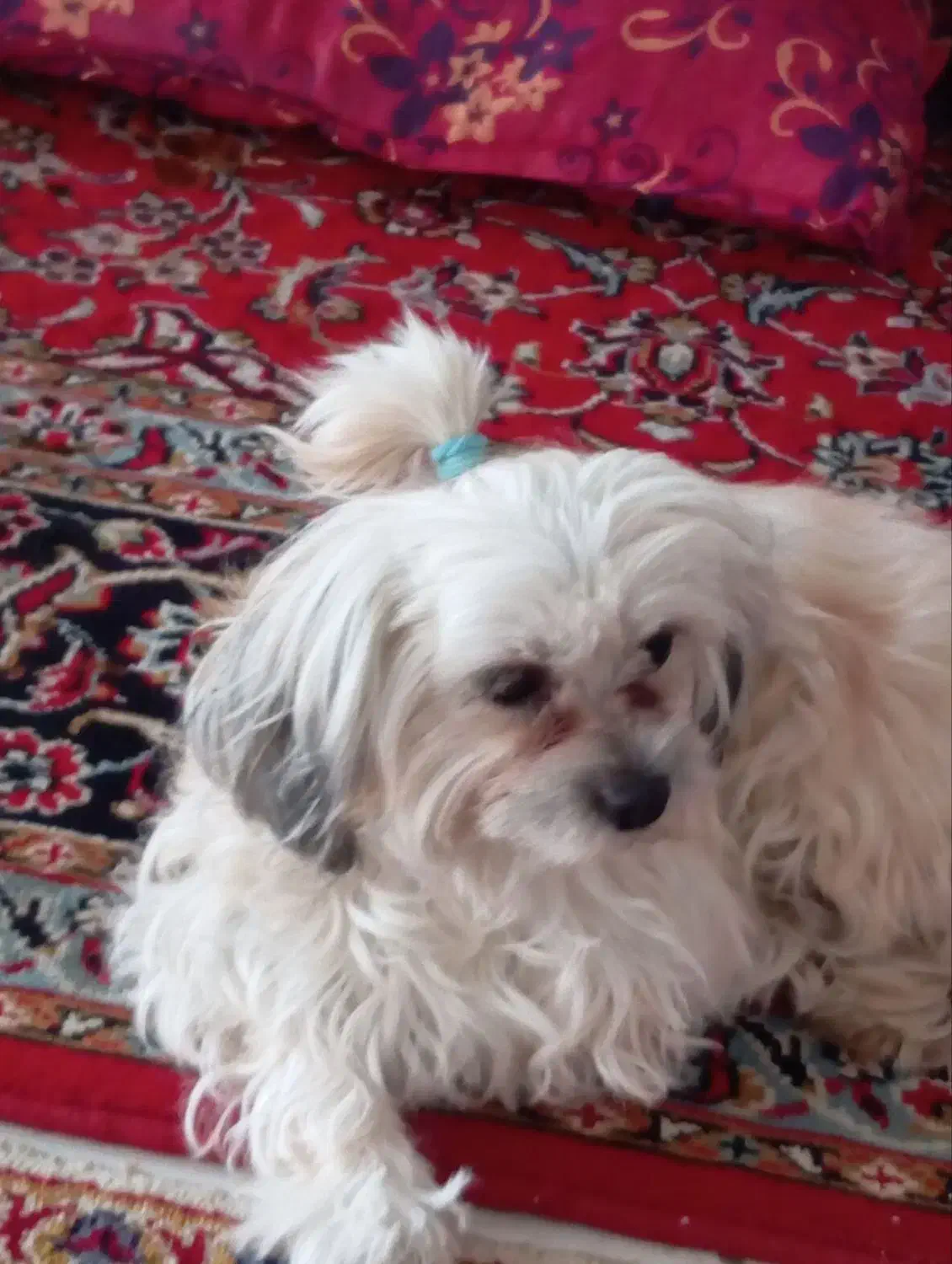 سگ پا کوتاه|سگ|گلبهار, شهر جدید گلبهار|دیوار